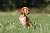 SALUKI 018